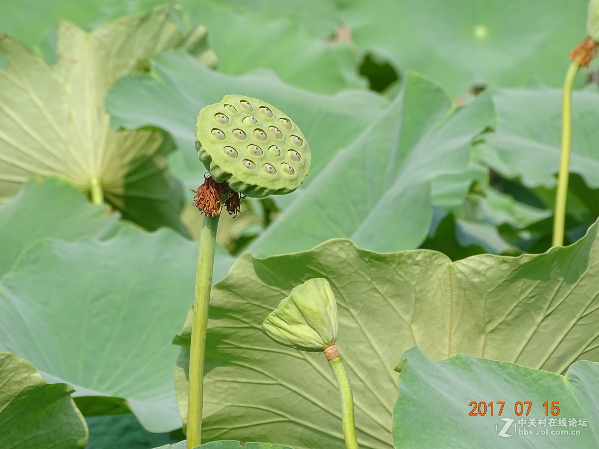 盛夏的莲子