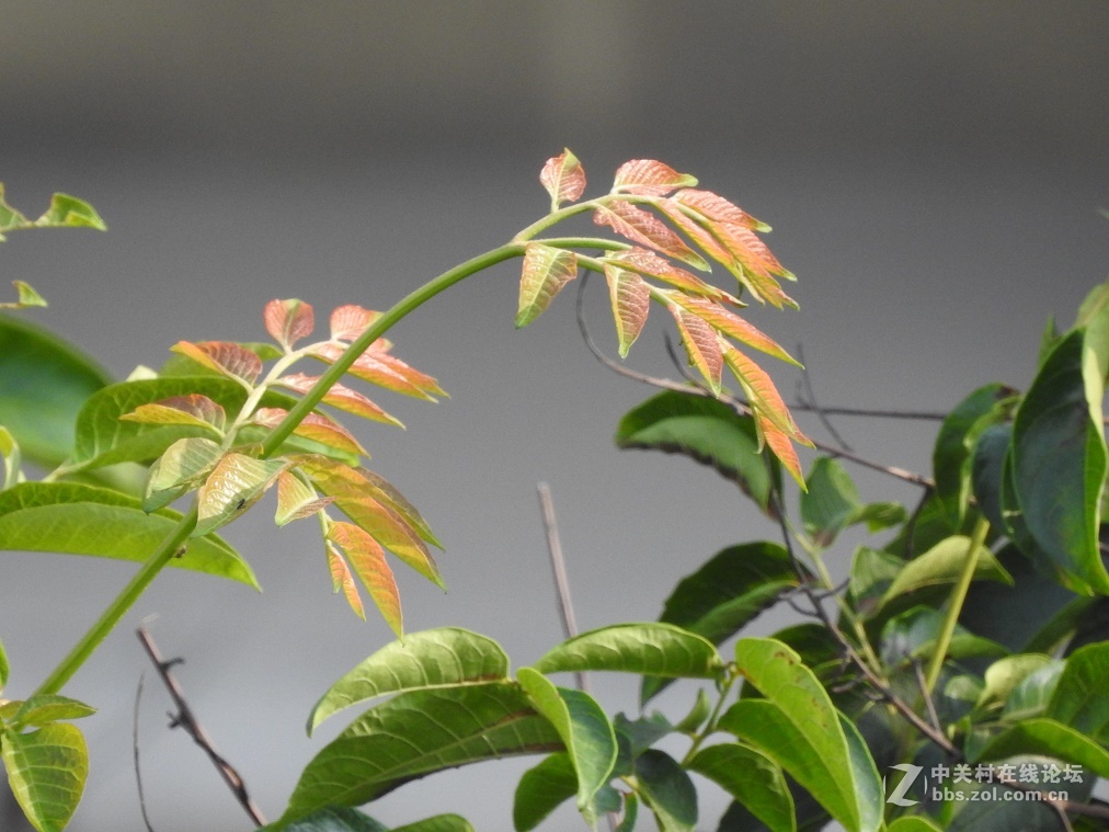 松下FZ2500的噪点