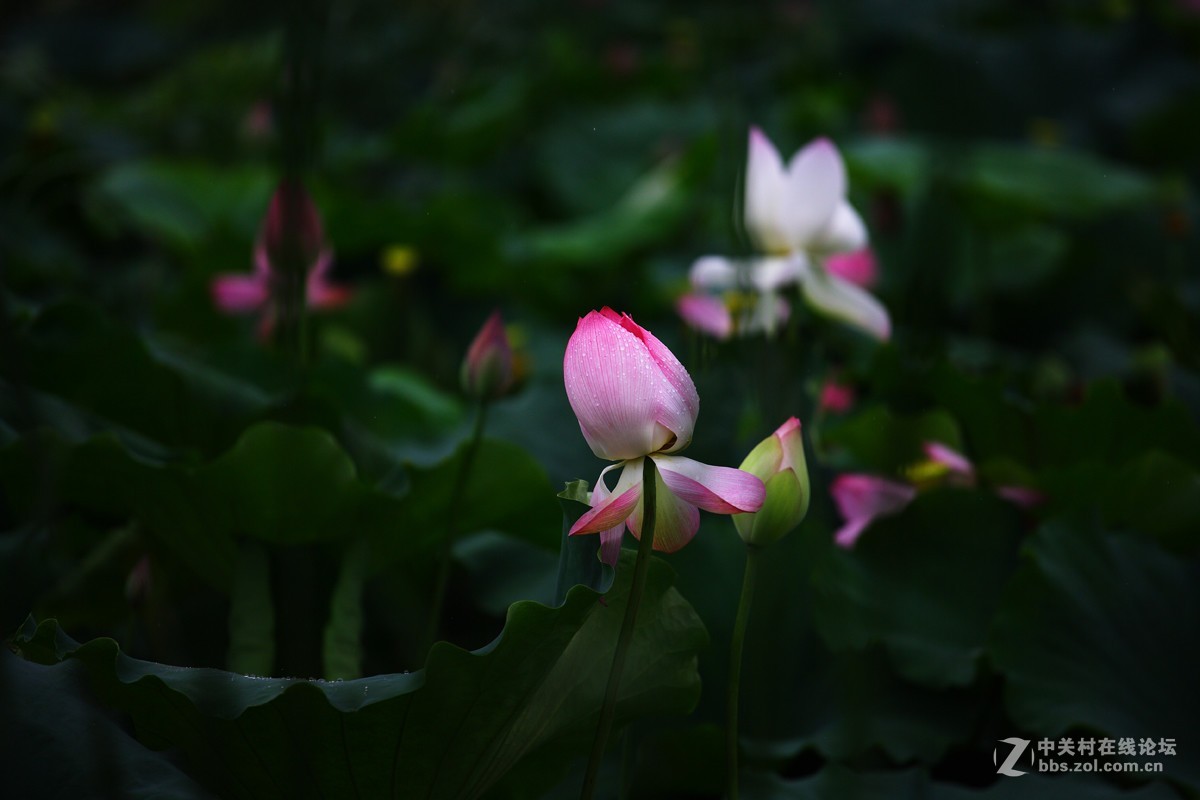 不能免俗，来几片荷花