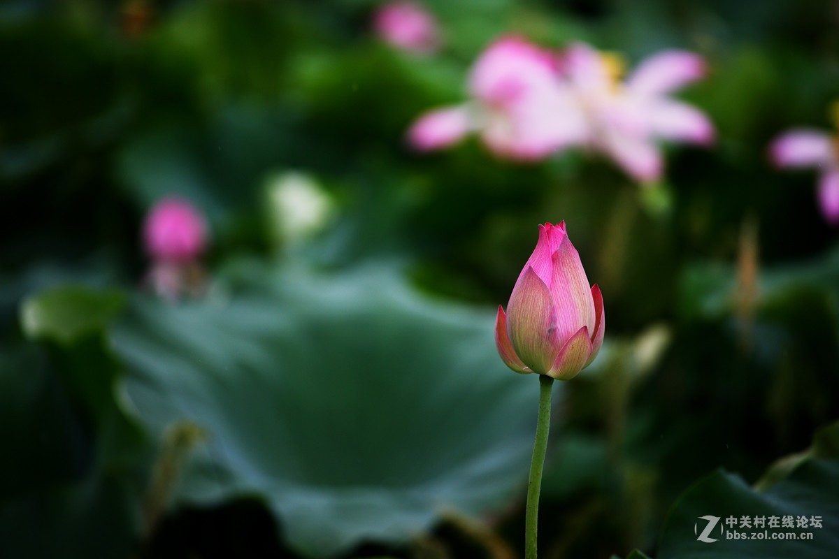 不能免俗，来几片荷花