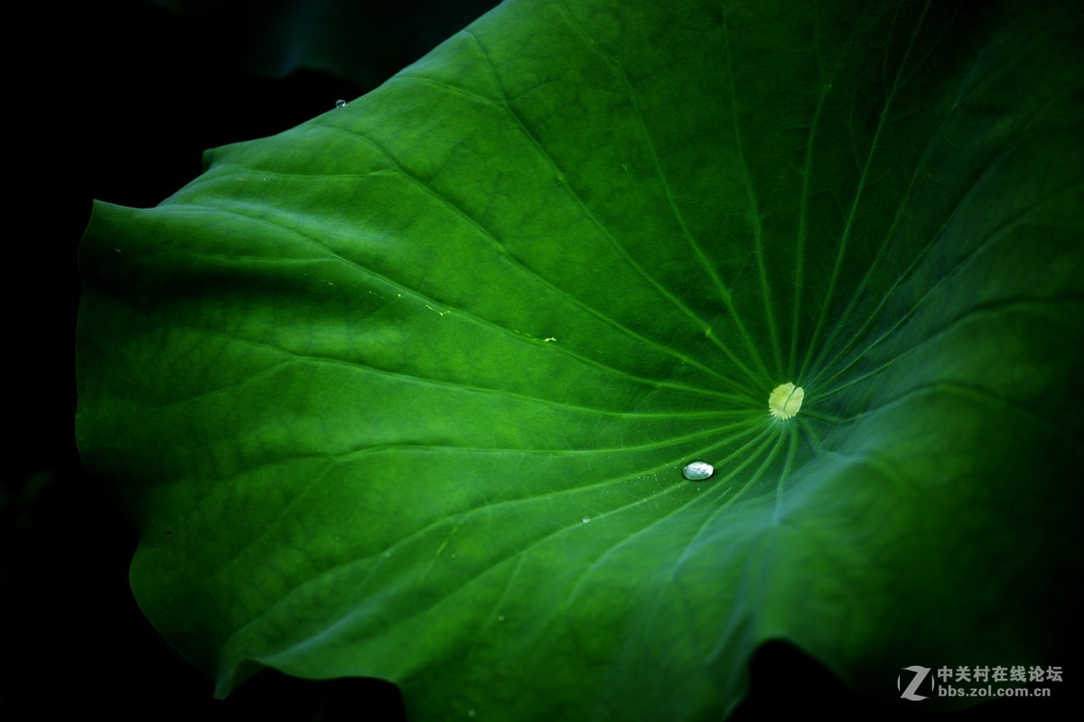 不能免俗，来几片荷花