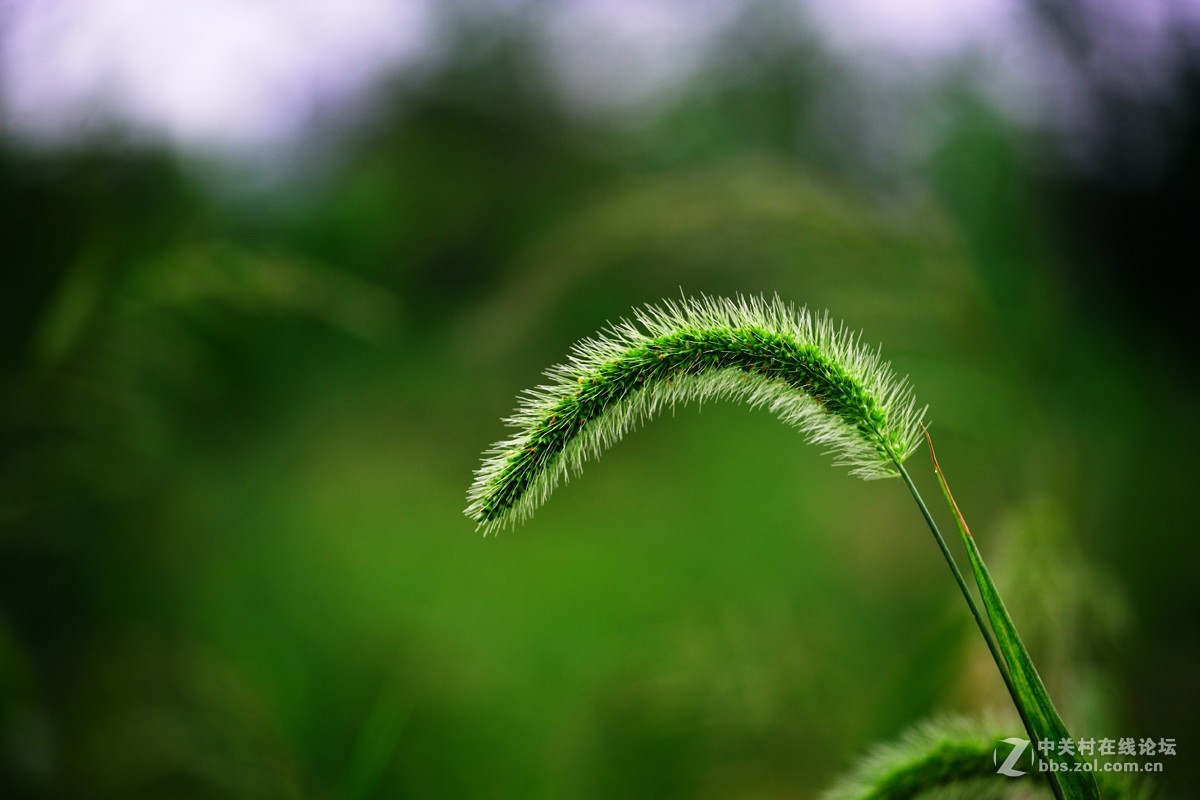不能免俗，来几片荷花