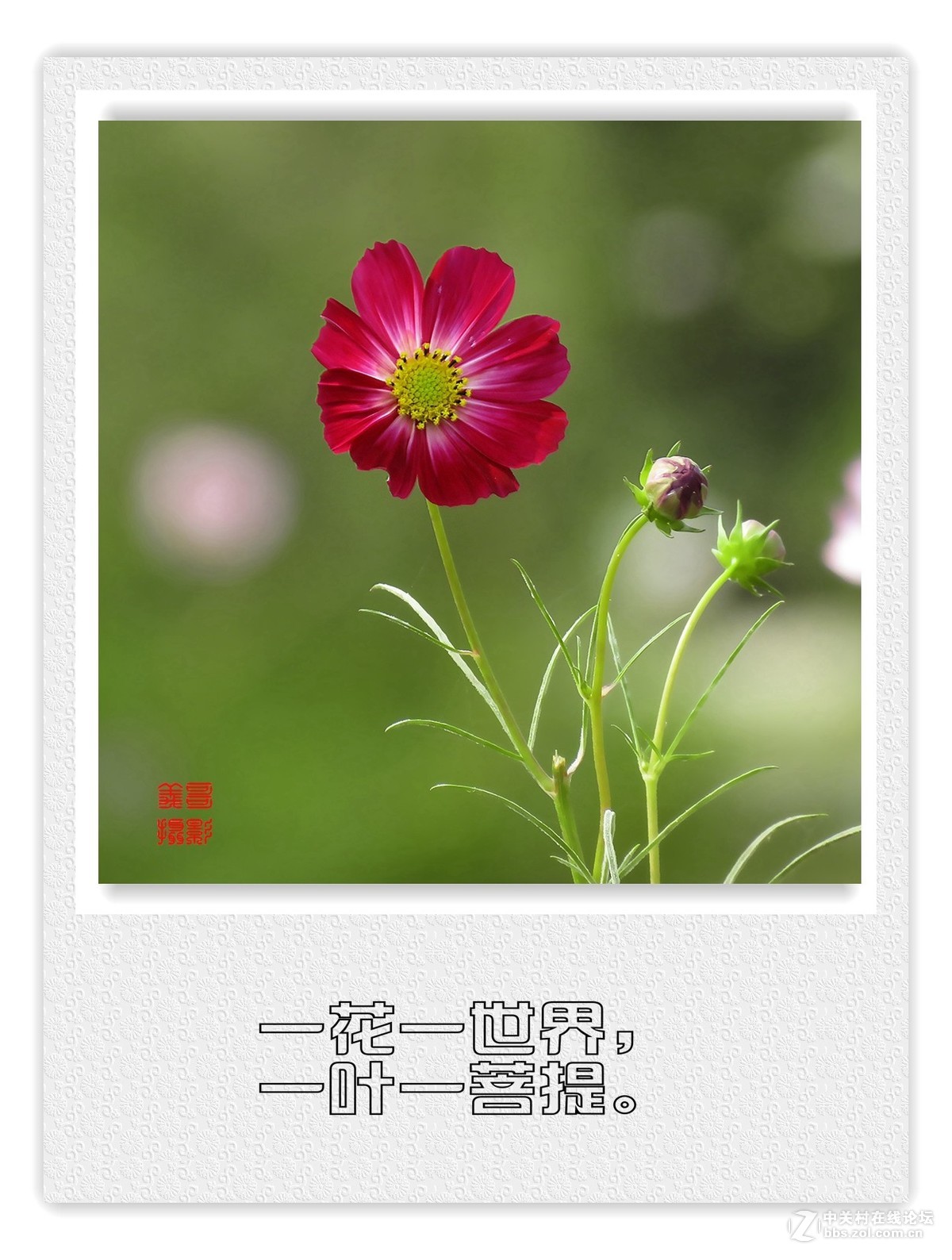 诗情画意格桑花