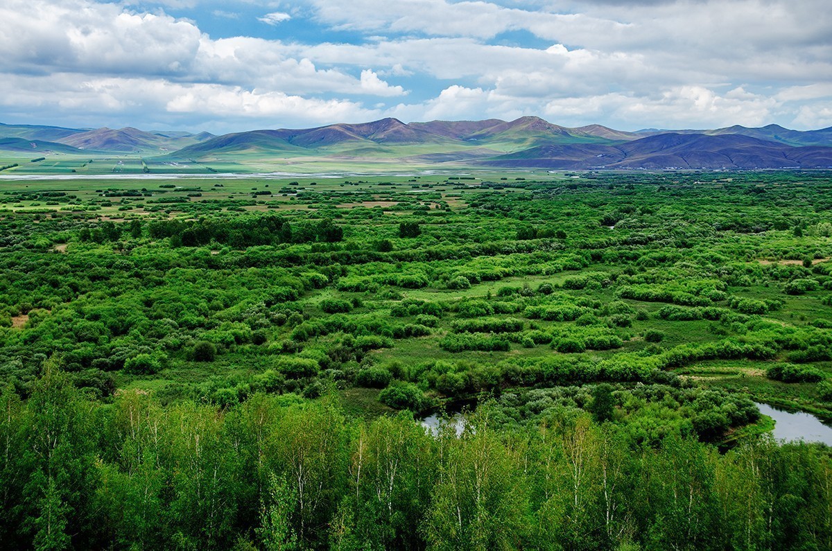 额尔古纳湿地的夏天