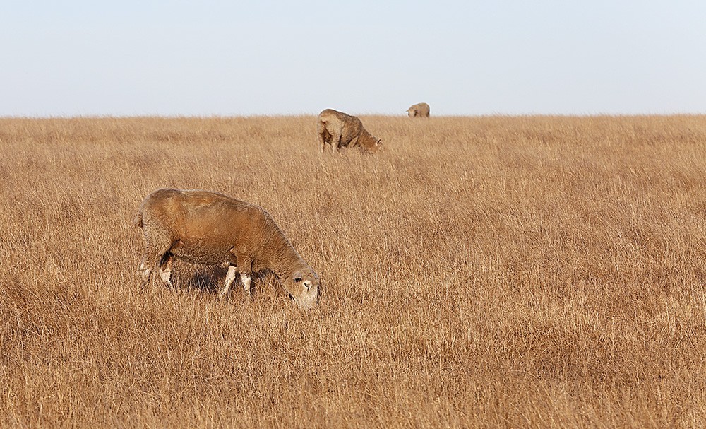 澳大利亚自驾游随拍5