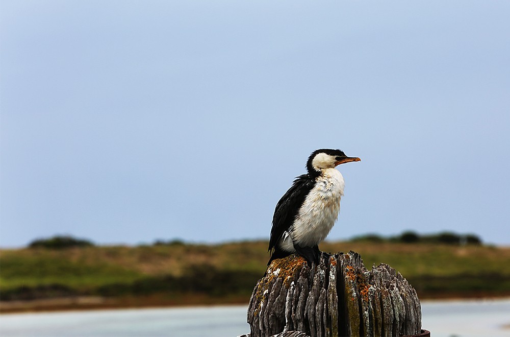 澳大利亚自驾游随拍5