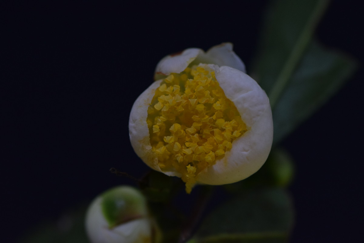 尼康AF-S VR 105mm f/2.8