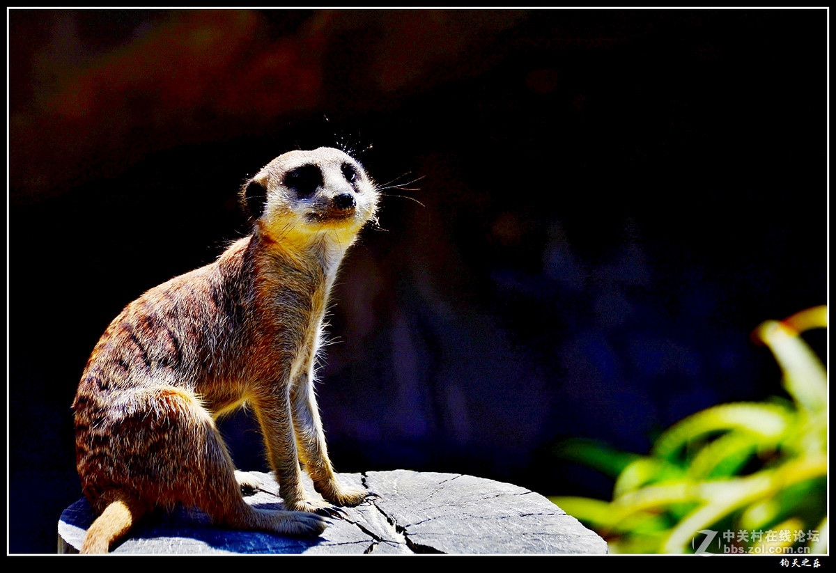 狐獴奥克兰拾趣7