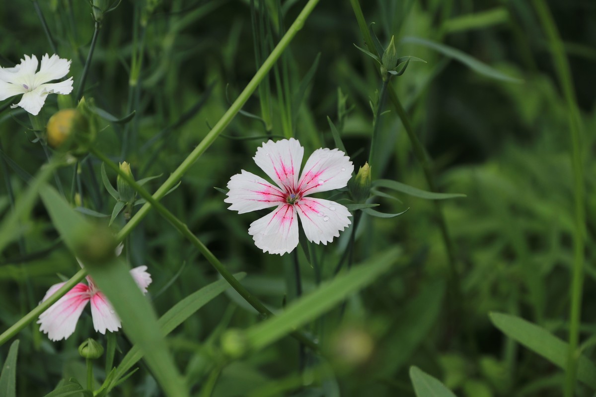 80D拍的一组照片，请观看、点评