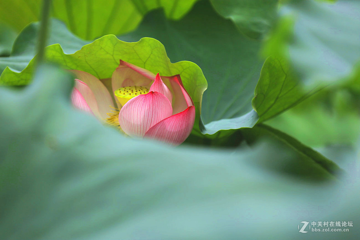 好花知时节