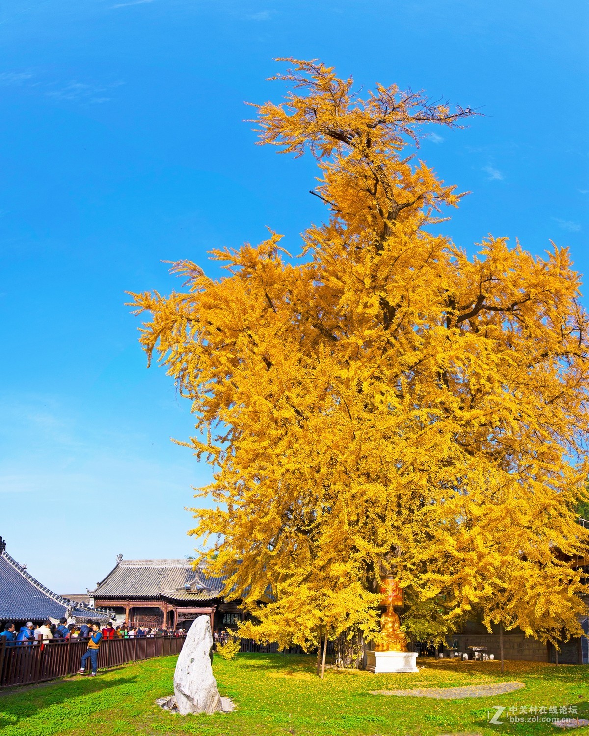 千年古寺千年银杏西安古观音禅寺
