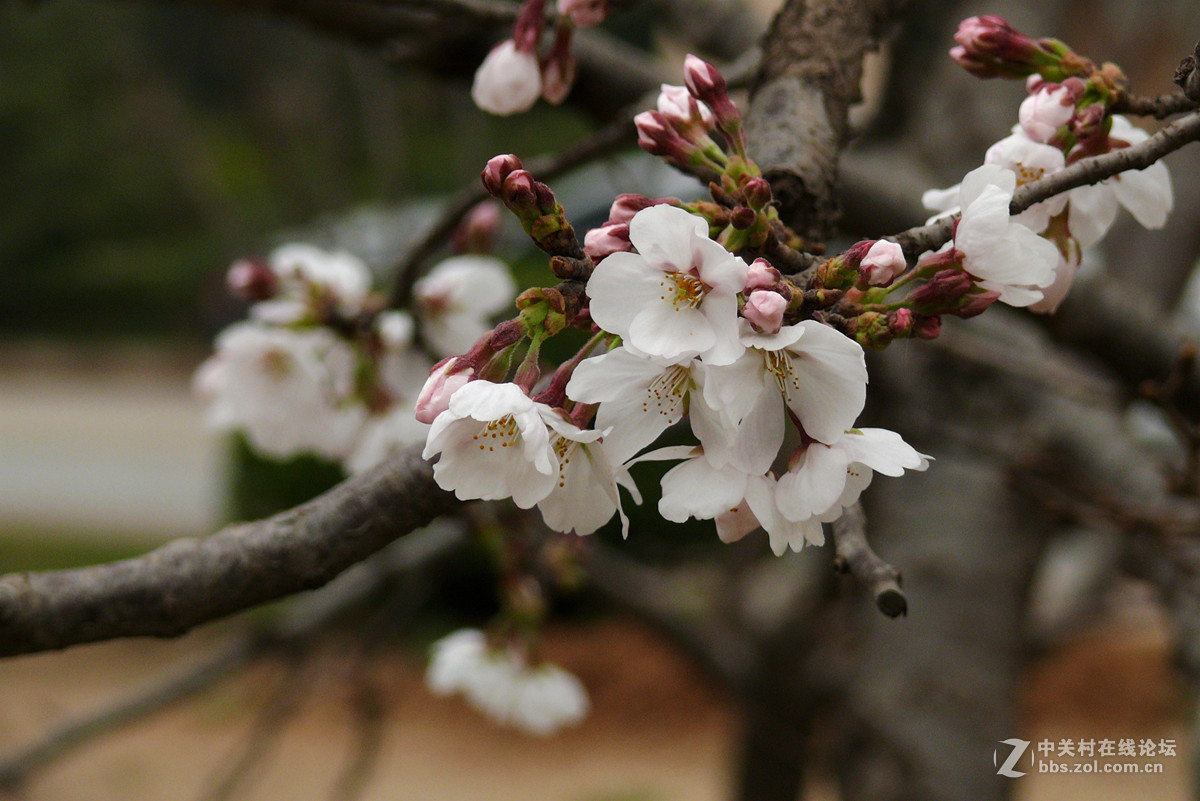 漂亮的樱桃花  5