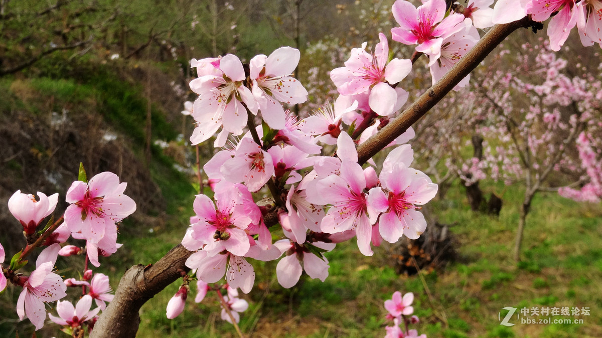 2017年的桃花，梨花，樱桃花
