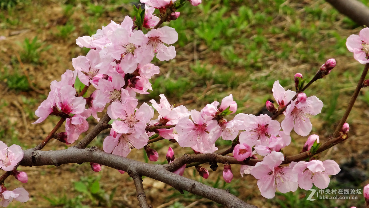 2017年的桃花，梨花，樱桃花
