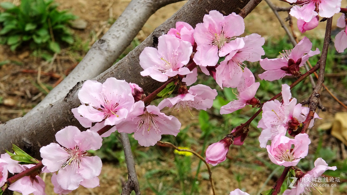 2017年的桃花，梨花，樱桃花
