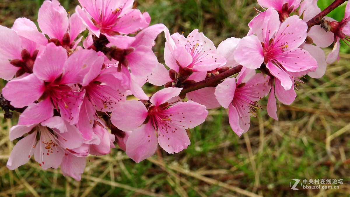2017年的桃花，梨花，樱桃花
