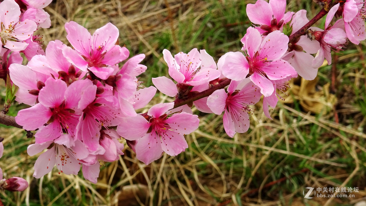 2017年的桃花，梨花，樱桃花