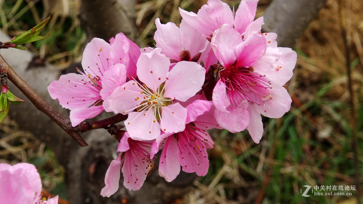 2017年的桃花，梨花，樱桃花