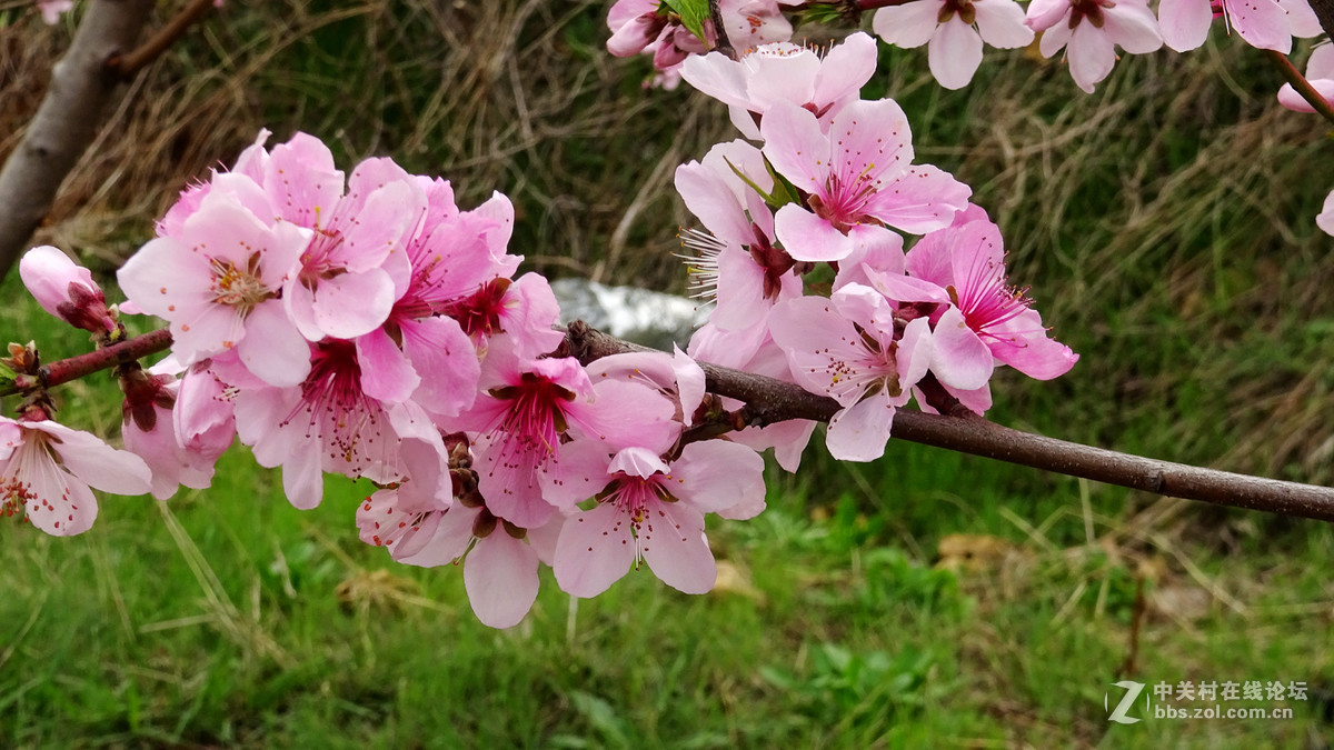 2017年的桃花，梨花，樱桃花