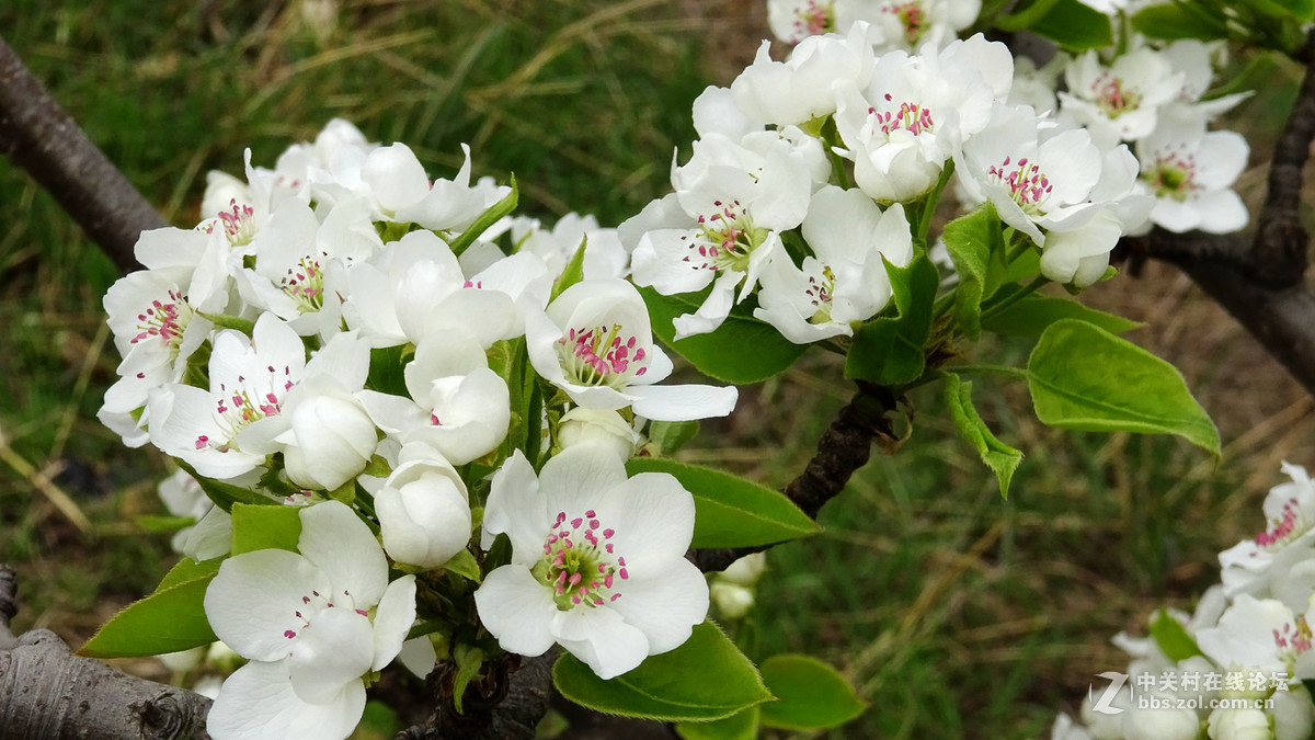 2017年的桃花，梨花，樱桃花