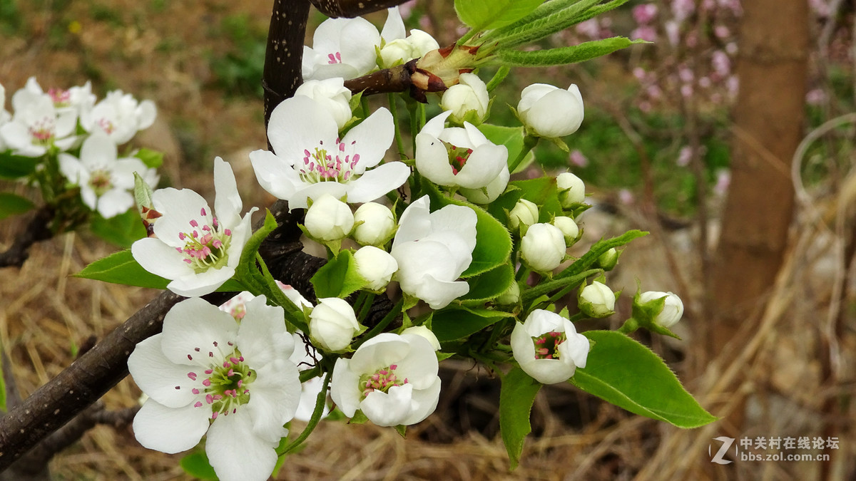 2017年的桃花，梨花，樱桃花