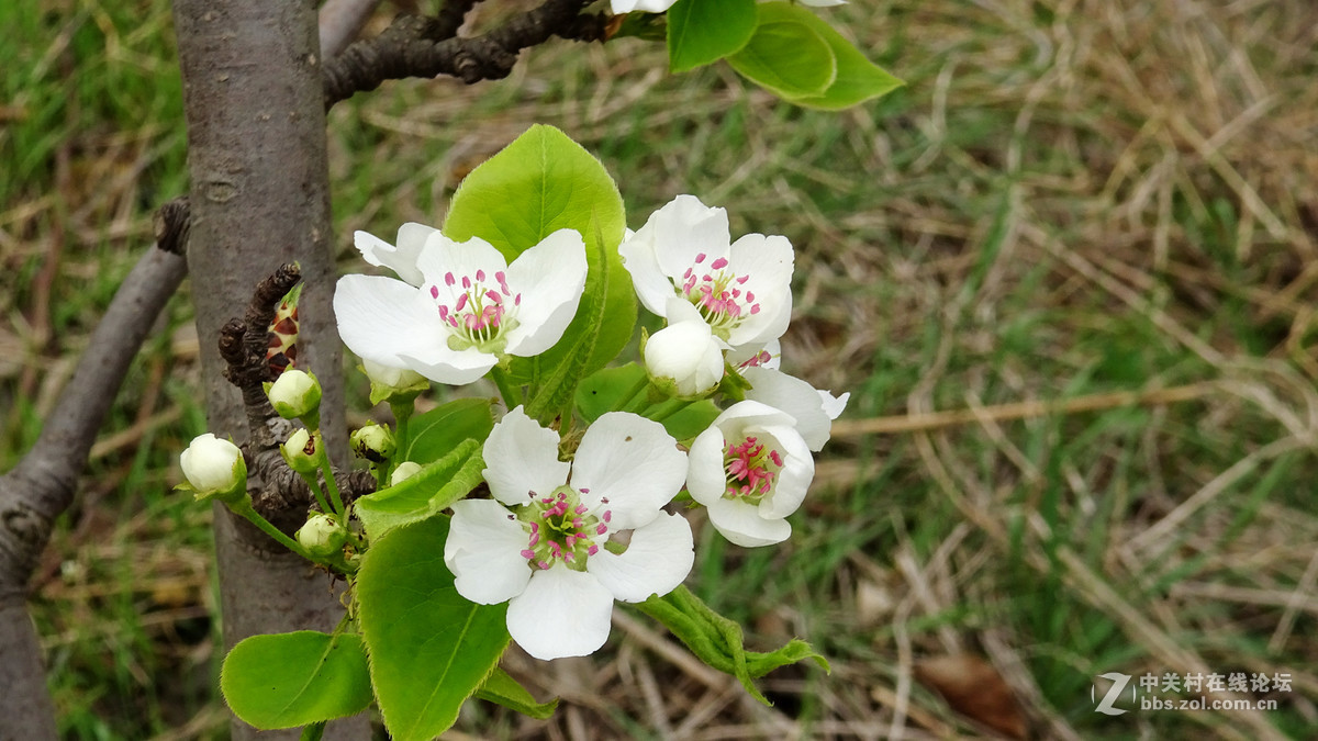 2017年的桃花，梨花，樱桃花