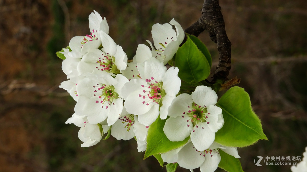 2017年的桃花，梨花，樱桃花