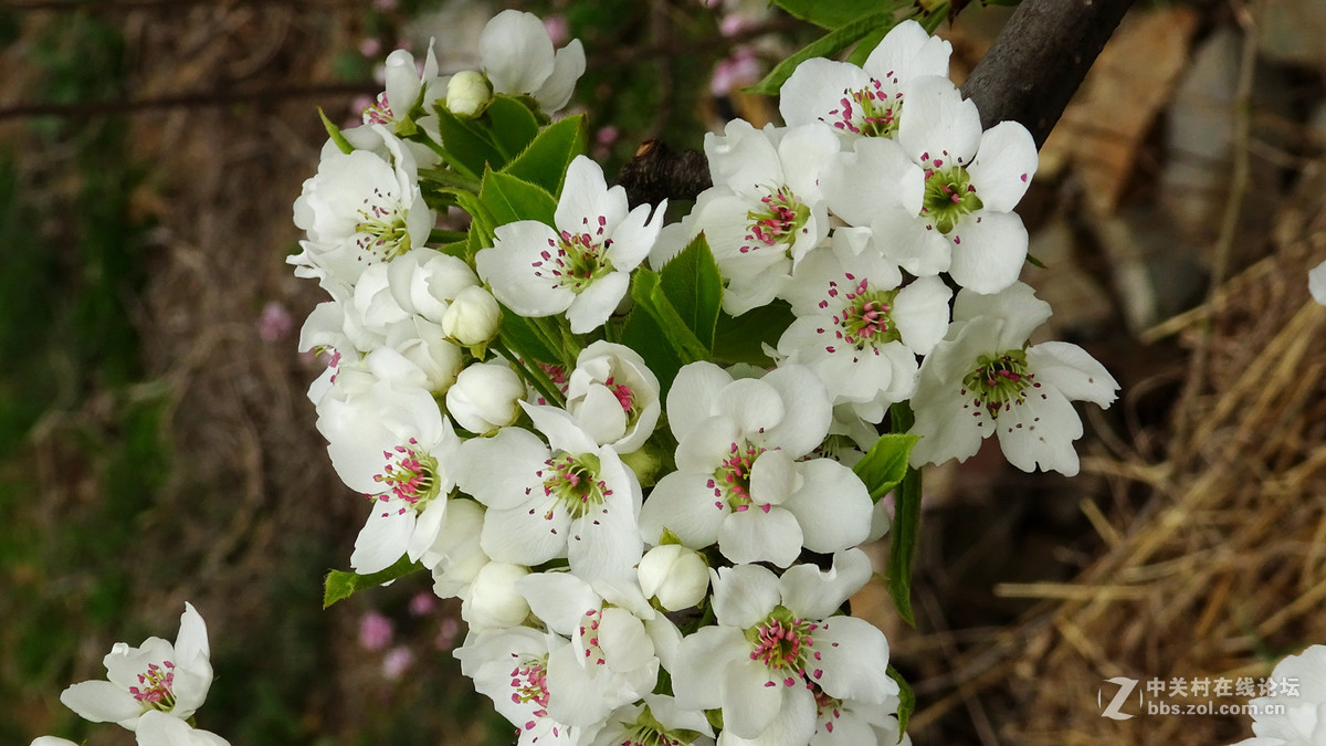 2017年的桃花，梨花，樱桃花