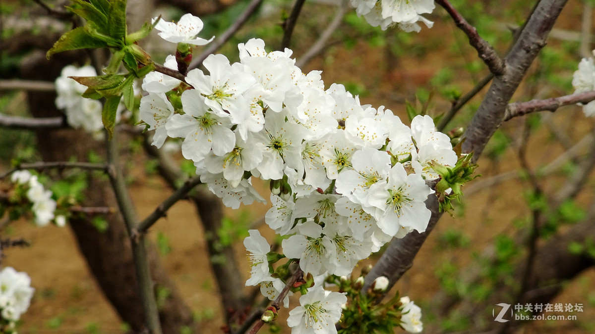 2017年的桃花，梨花，樱桃花