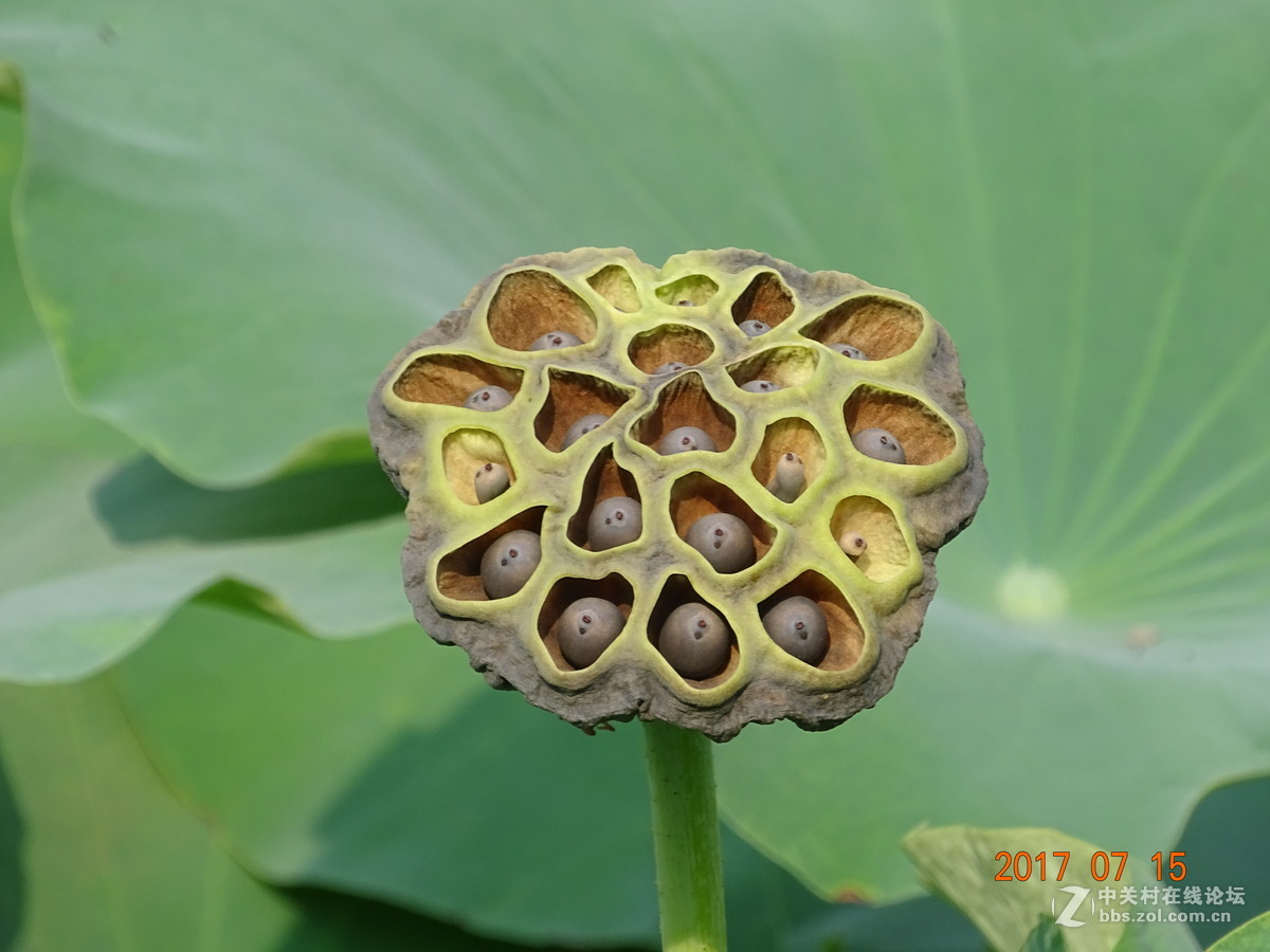 盛夏的莲子