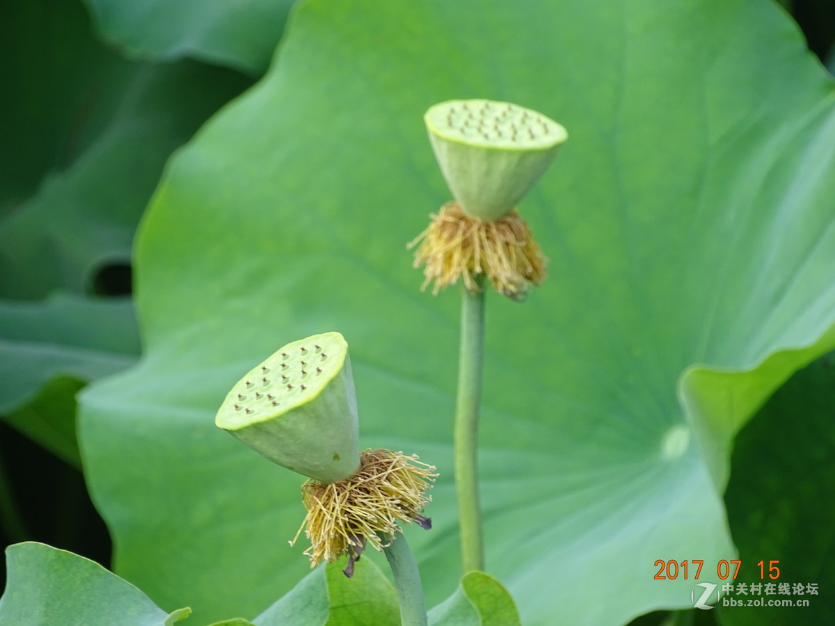 盛夏的莲子