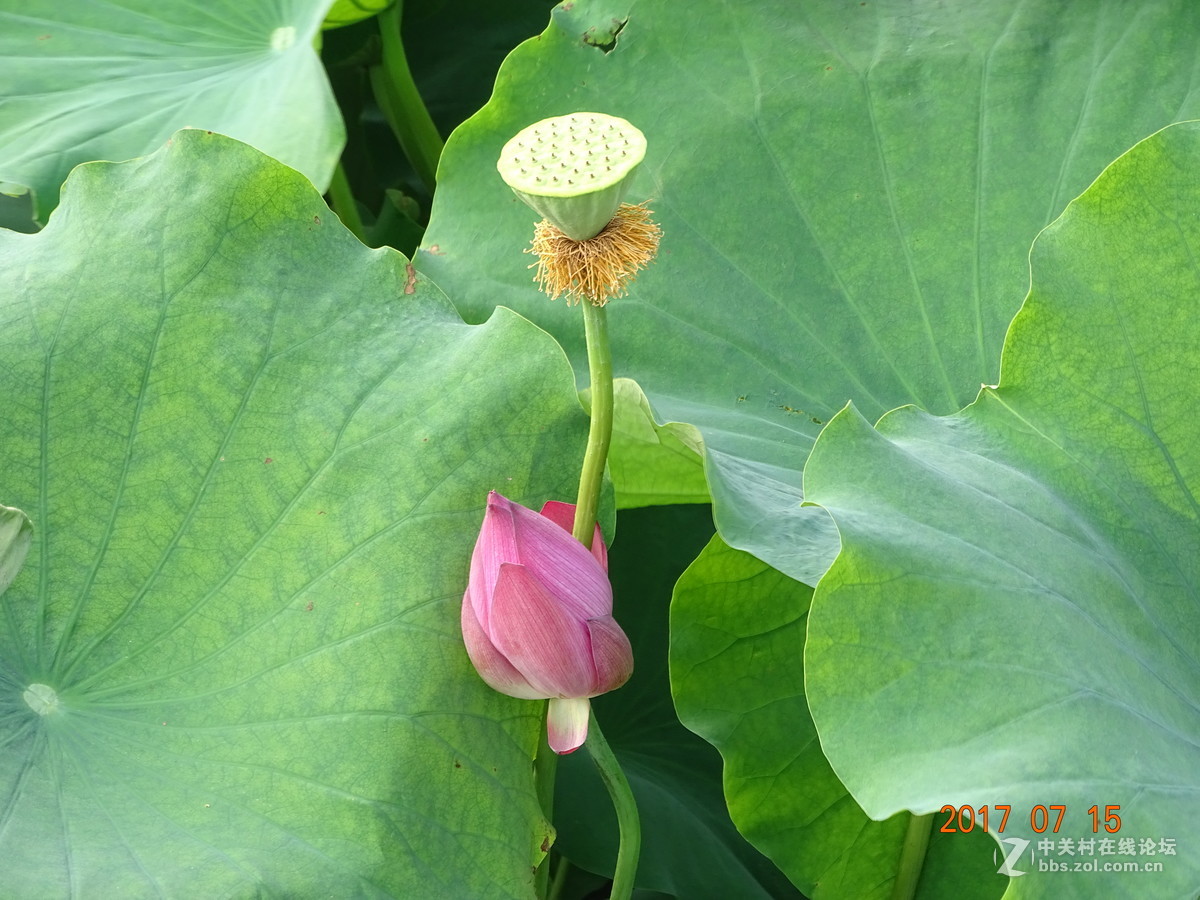 盛夏的莲子