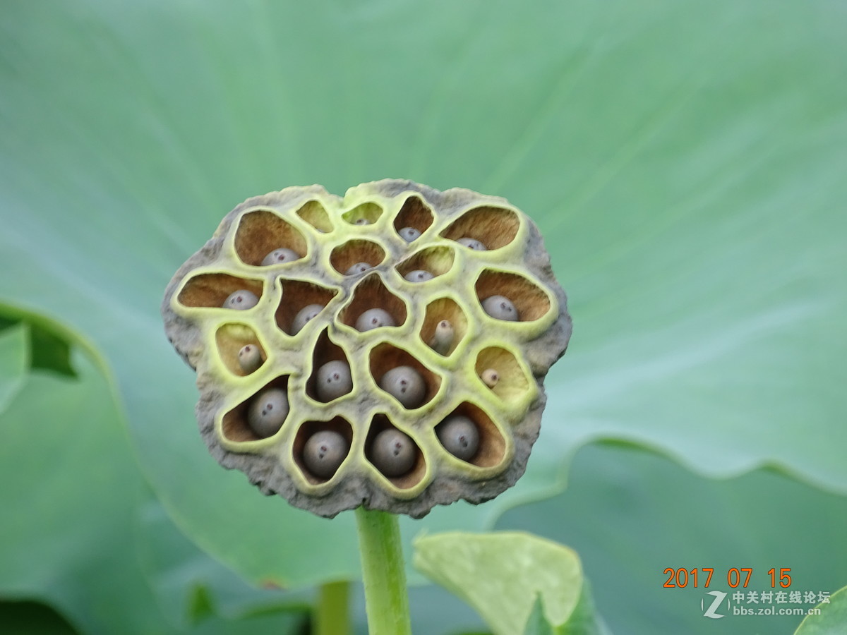 盛夏的莲子