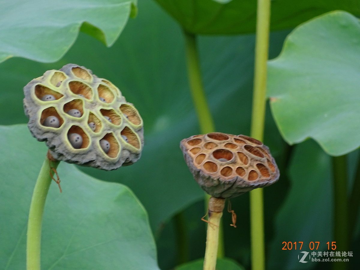 盛夏的莲子