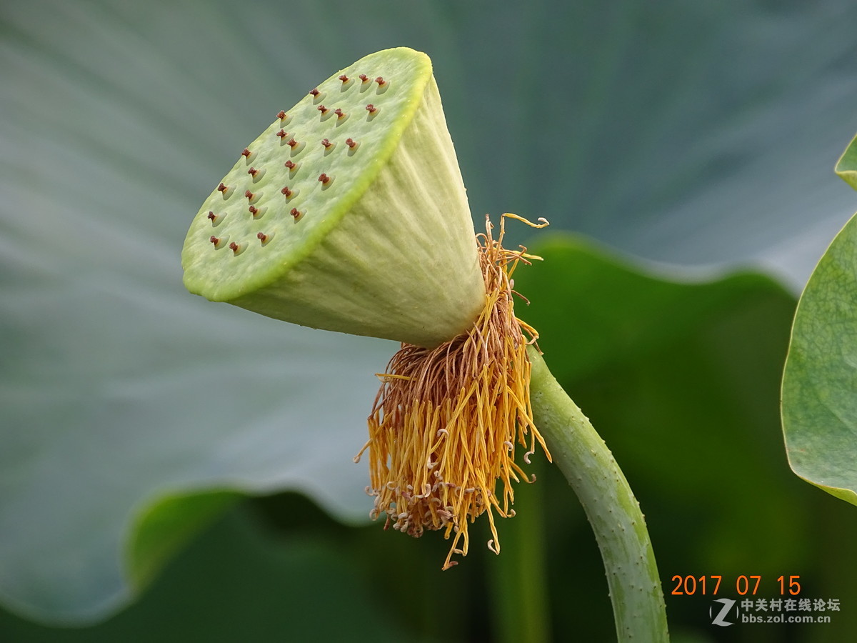盛夏的莲子