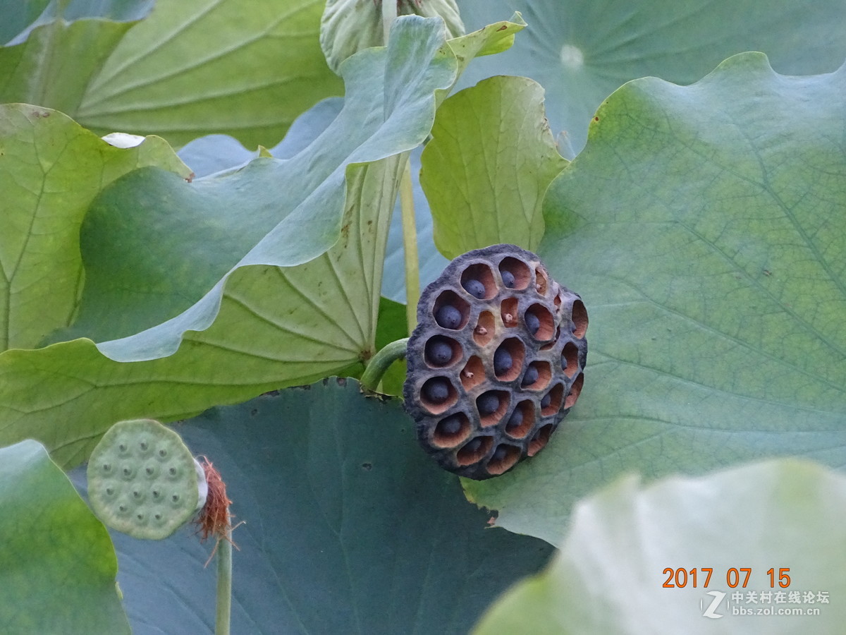 盛夏的莲子