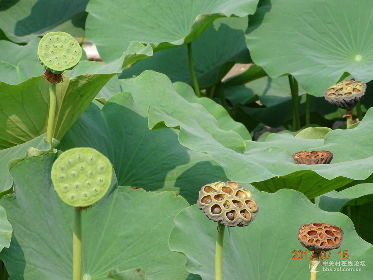 盛夏的莲子