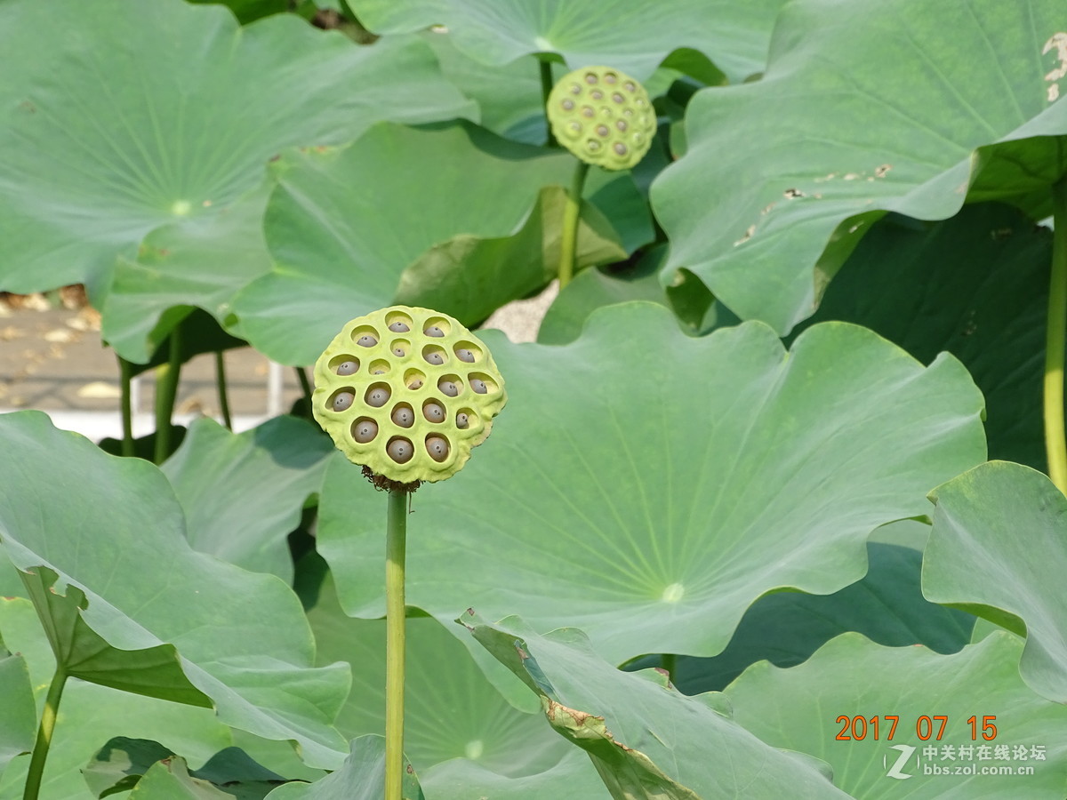 盛夏的莲子