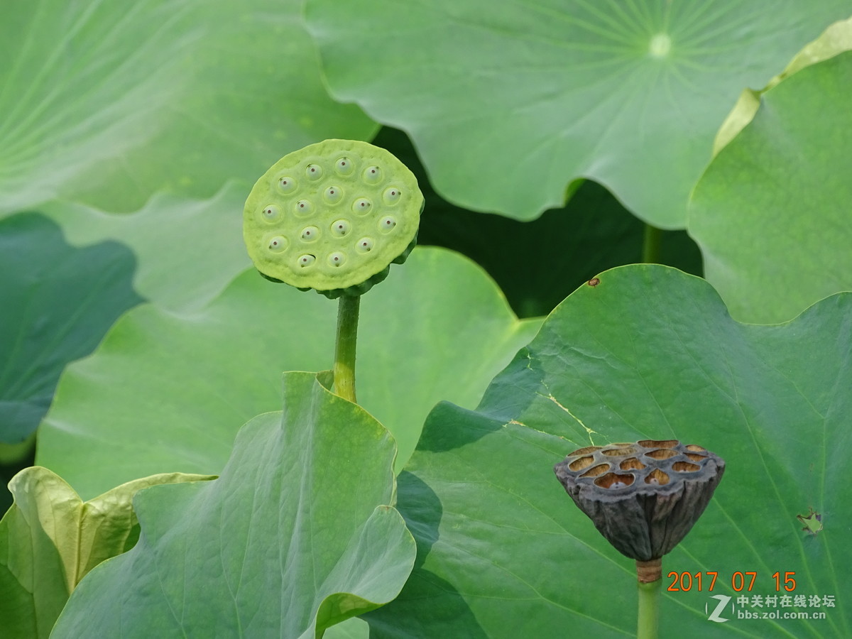 盛夏的莲子