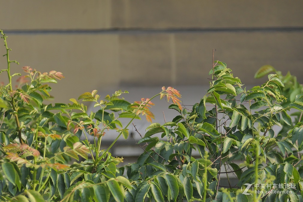 松下FZ2500的噪点