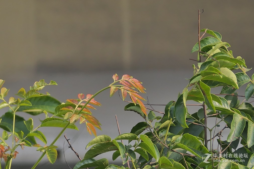 松下FZ2500的噪点