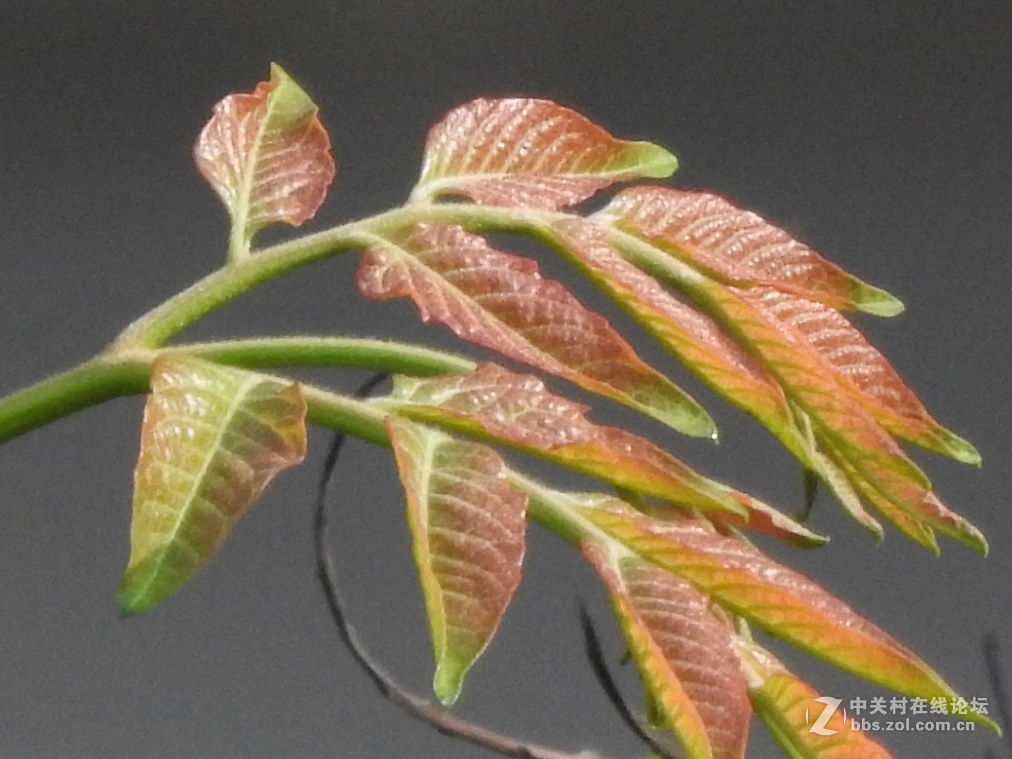 松下FZ2500的噪点