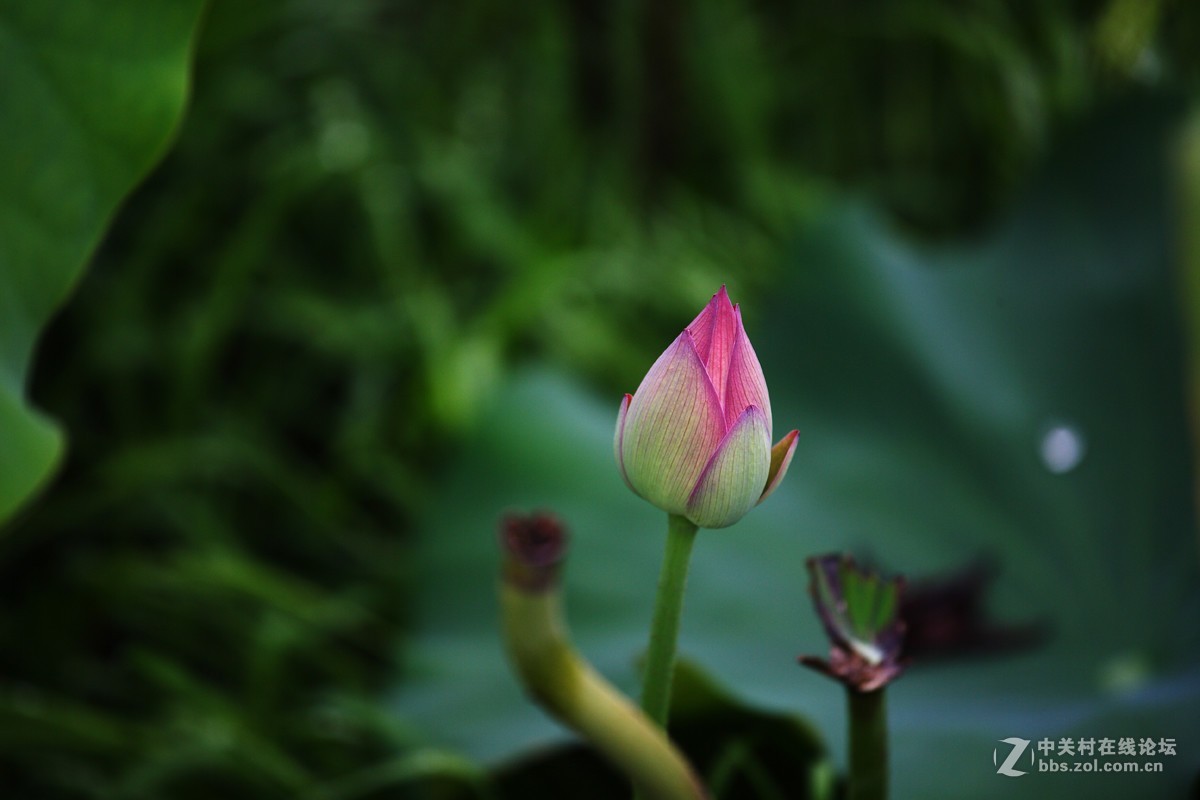 不能免俗，来几片荷花