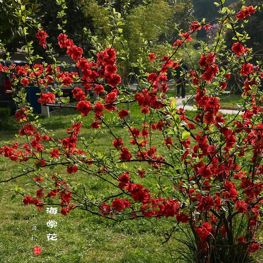 一梢海棠紅