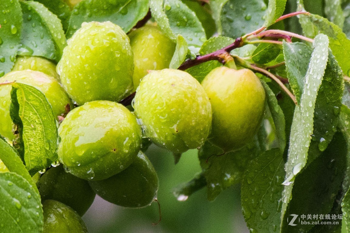 雨中青杏