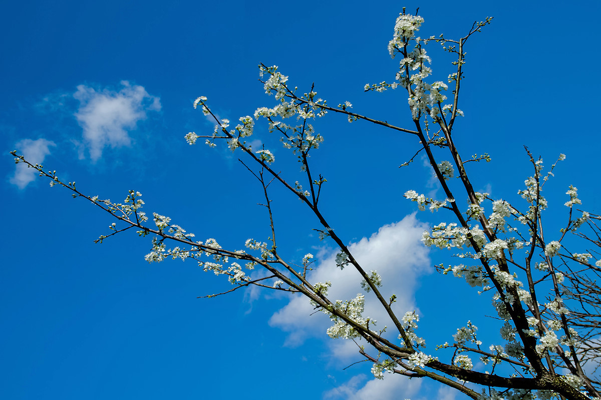 〖乐昌九峰桃梨摄影活动〗----梨花集。