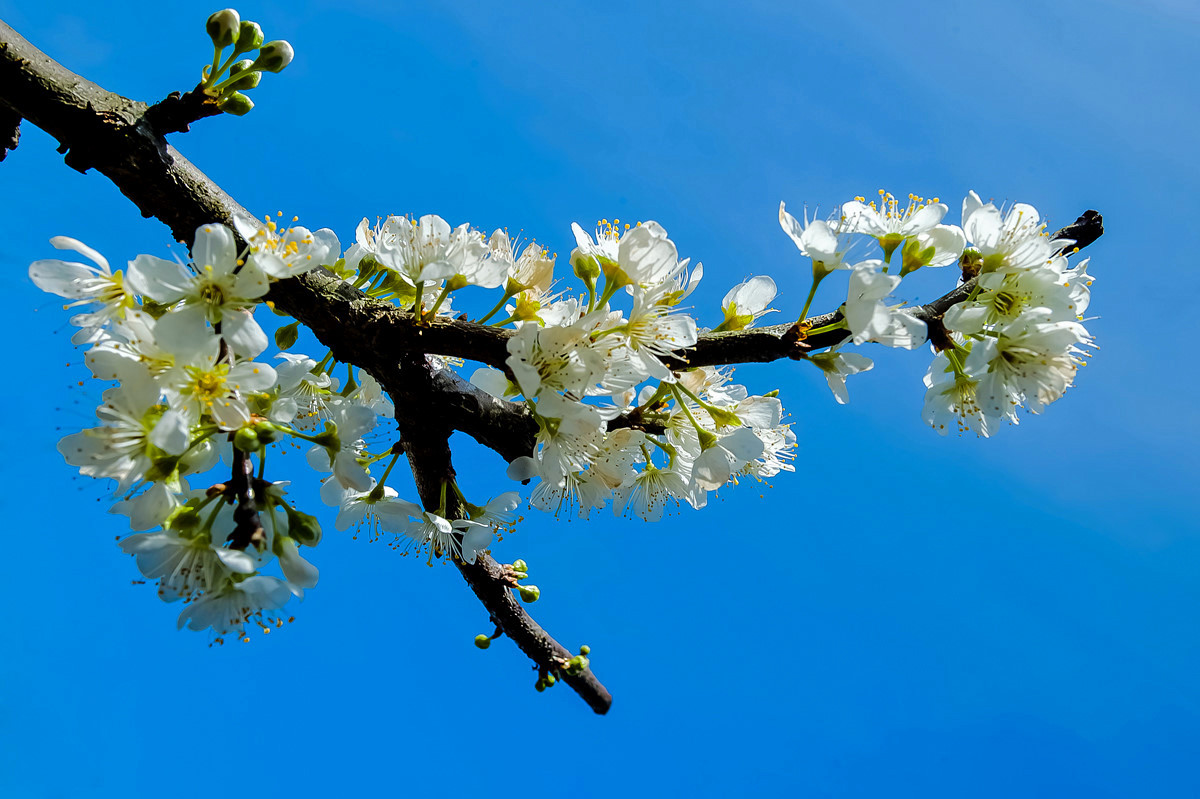 〖乐昌九峰桃梨摄影活动〗----梨花集。