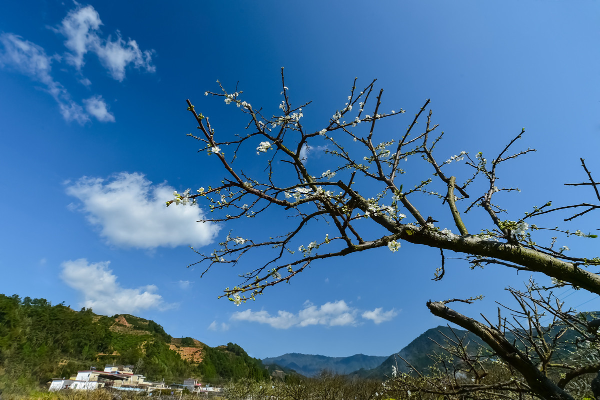 〖乐昌九峰桃梨摄影活动〗----梨花集。