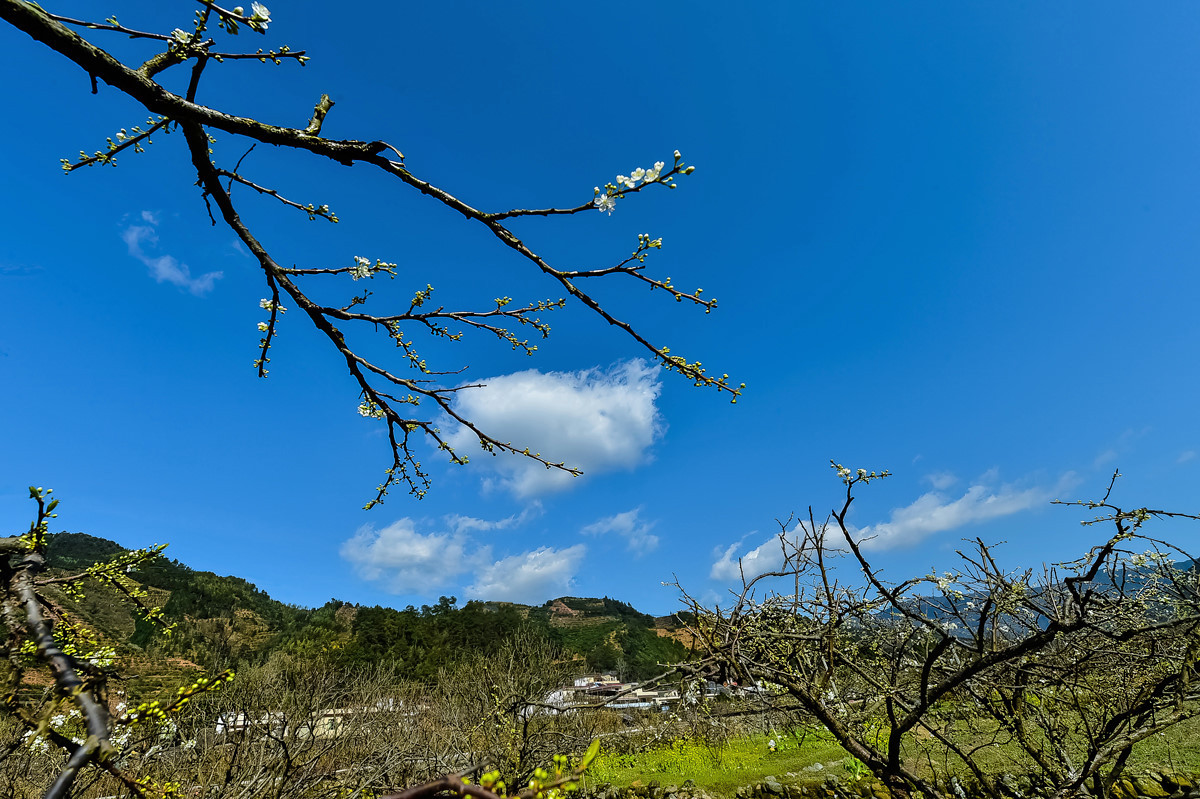 〖乐昌九峰桃梨摄影活动〗----梨花集。
