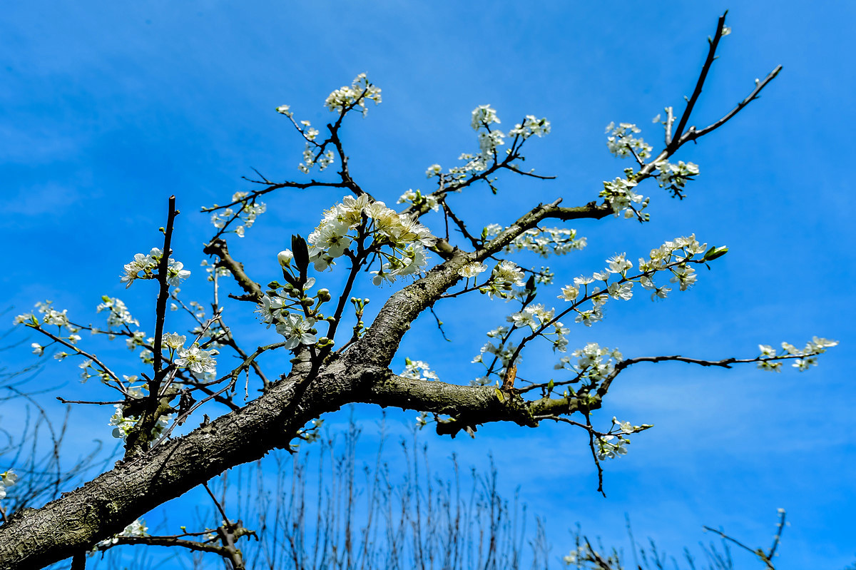 〖乐昌九峰桃梨摄影活动〗----梨花集。